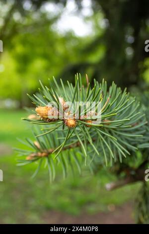 Die einzigartige Schönheit von Eigelb Stockfoto