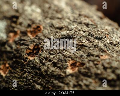 Kleiner Weevil, wahrscheinlich aus der Gattung Trichalophus, auf einem verrotteten Mangobaum, der Löcher in den Baumstamm macht Stockfoto