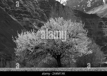 Ein ausgewachsener Aprikosenbaum in Schwarz-weiß mit Bergtönen im Hintergrund Stockfoto