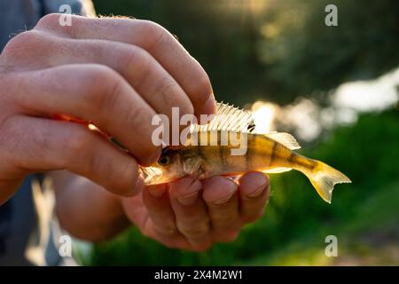 Nahaufnahme der Hände, die einen kleinen, goldenen Fisch halten, mit Sonnenlicht, das seine durchscheinenden Flossen und scharfen Skalen beleuchtet Stockfoto