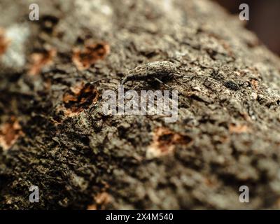 Kleiner Weevil, wahrscheinlich aus der Gattung Trichalophus, auf einem verrotteten Mangobaum, der Löcher in den Baumstamm macht Stockfoto