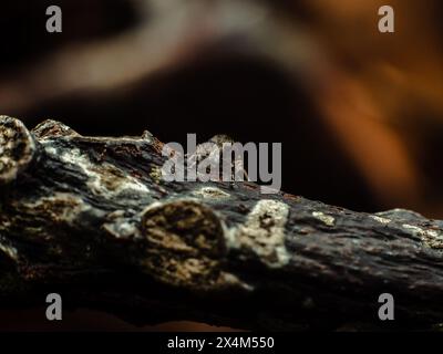 Kleiner Weevil, wahrscheinlich aus der Gattung Trichalophus, auf einem verrotteten Mangobaum, der Löcher in den Baumstamm macht Stockfoto