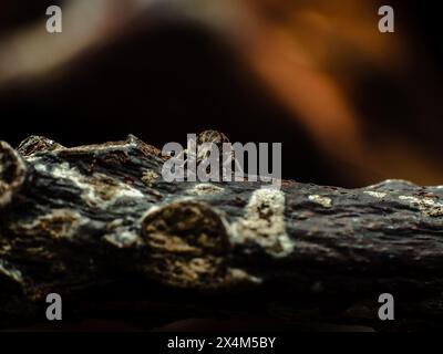 Kleiner Weevil, wahrscheinlich aus der Gattung Trichalophus, auf einem verrotteten Mangobaum, der Löcher in den Baumstamm macht Stockfoto