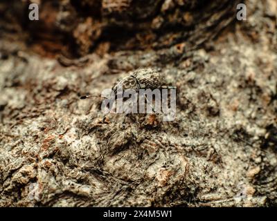 Kleiner Weevil, wahrscheinlich aus der Gattung Trichalophus, auf einem verrotteten Mangobaum, der Löcher in den Baumstamm macht Stockfoto