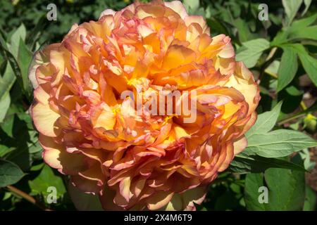 Orange Paeonia lutea Hybridbaum Pfingstrose Pfingstrosen Paeonia 'Souvenir de Maxime Cornu' Blumenblumen blühend in Blüte Stockfoto