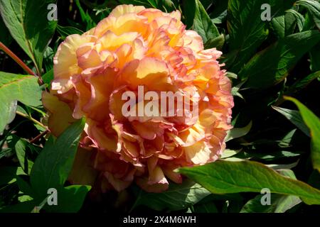 Orange, Flower Paeonia „Souvenir de Maxime Cornu“ Paeonia lutea Hybrid Tree Pfingstrosen Stockfoto