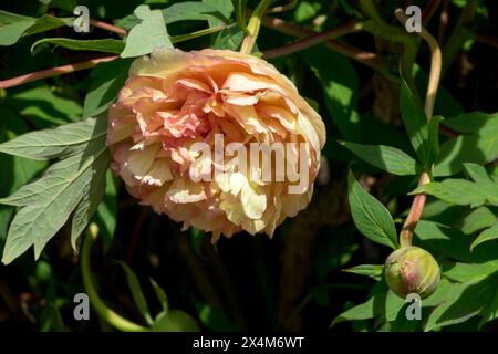 Orange, Pfingstrose „Souvenir de Maxime Cornu“ Head Hardy, Paeonia lutea Hybrid Baum Pfingstrosen Stockfoto