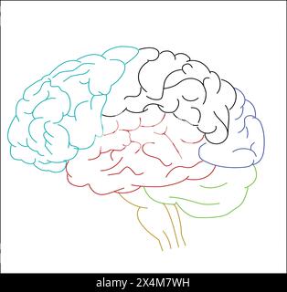 Menschliches Gehirn mit farbigen Lappen. Anatomisch realistische Vektorillustration mit weißem Hintergrund. Stock Vektor
