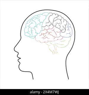 Hirnlappen-Schnitte mit Farbteilung, die die mentale neurologische Aktivität des menschlichen Organs darstellen. Weißer Hintergrund Stock Vektor