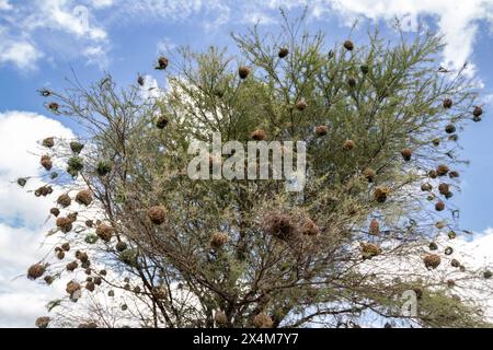 Ein aufwendig gewebtes Nest, das von Vögeln aus trockenem Gras und Ästen sorgfältig gefertigt wurde, liegt in der afrikanischen Savanne Stockfoto