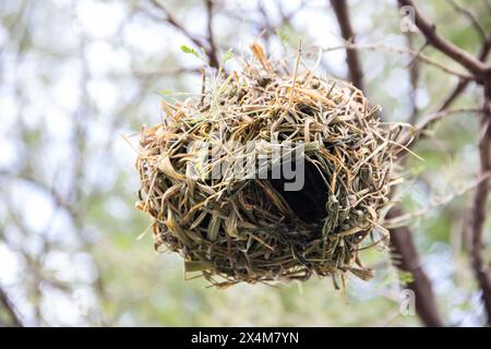 Ein aufwendig gewebtes Nest, das von Vögeln aus trockenem Gras und Ästen sorgfältig gefertigt wurde, liegt in der afrikanischen Savanne Stockfoto