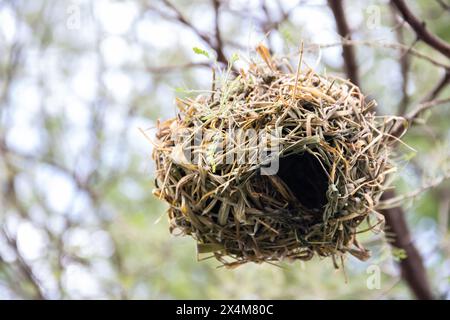 Ein aufwendig gewebtes Nest, das von Vögeln aus trockenem Gras und Ästen sorgfältig gefertigt wurde, liegt in der afrikanischen Savanne Stockfoto