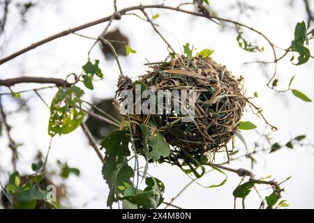 Ein aufwendig gewebtes Nest, das von Vögeln aus trockenem Gras und Ästen sorgfältig gefertigt wurde, liegt in der afrikanischen Savanne Stockfoto