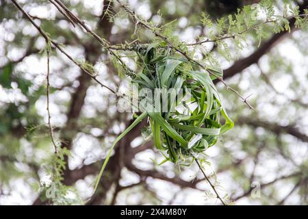 Ein aufwendig gewebtes Nest, das von Vögeln aus trockenem Gras und Ästen sorgfältig gefertigt wurde, liegt in der afrikanischen Savanne Stockfoto