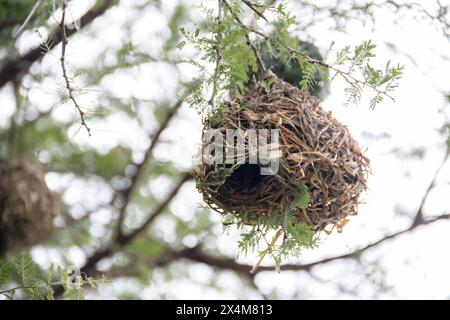 Ein aufwendig gewebtes Nest, das von Vögeln aus trockenem Gras und Ästen sorgfältig gefertigt wurde, liegt in der afrikanischen Savanne Stockfoto