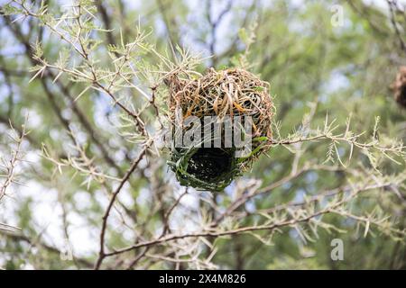 Ein aufwendig gewebtes Nest, das von Vögeln aus trockenem Gras und Ästen sorgfältig gefertigt wurde, liegt in der afrikanischen Savanne Stockfoto