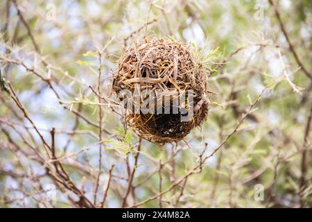 Ein aufwendig gewebtes Nest, das von Vögeln aus trockenem Gras und Ästen sorgfältig gefertigt wurde, liegt in der afrikanischen Savanne Stockfoto