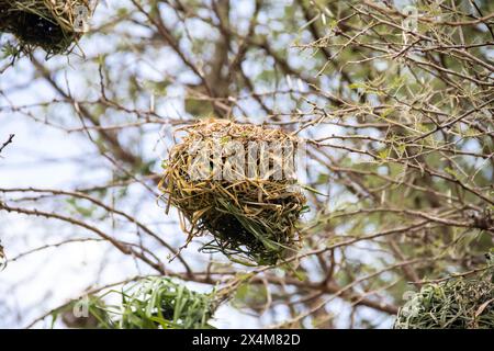 Ein aufwendig gewebtes Nest, das von Vögeln aus trockenem Gras und Ästen sorgfältig gefertigt wurde, liegt in der afrikanischen Savanne Stockfoto