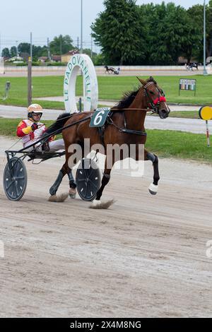 Pferd und Jockey auf Sulky überqueren die Ziellinie siegreich in einem professionellen Trab-Rennen auf der Rennbahn Padua in Italien. Stockfoto