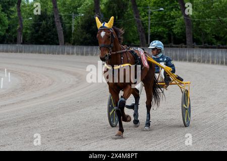 Pferd Nr. 3 und Jockey auf dem Trottel im Training kurz vor dem Rennen auf der Sandpiste auf der Rennbahn in Padua, Italien. Das Pferd hat gelbe Pads auf seinem Ei Stockfoto