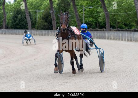 Vor dem Trab-Rennen, Pferd Nr. 8 und Jockey auf dem Trottel in Aktion auf der Sandpiste auf der Rennbahn von Padua, Italien. Stockfoto