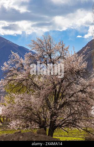 Ein ausgewachsener Aprikosenbaum in voller Blüte im Dorf Saspol in Leh Ladakh Stockfoto