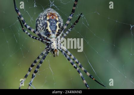 Spider argiope trifasciata wartet auf ihr Mittagessen im Spinnennetz, Spanien Stockfoto