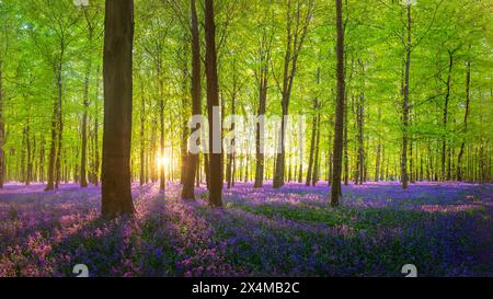 Ein Teppich aus Blauglocken im New Forest, England Stockfoto