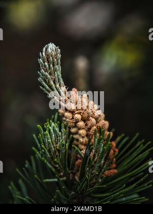 Nahaufnahme von jungen Kiefernknospen und Nadeln in weichem natürlichem Licht, ein botanisches Makrobild, das Frühjahrswachstum, Walddetails und immergrüne Naturschönheiten zeigt Stockfoto