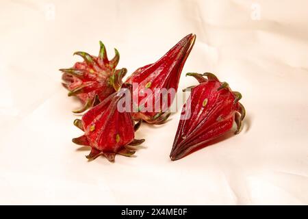 Roselblume ist ein Kraut mit saurem Geschmack und wird häufig zur Tee-Zubereitung verwendet. Hibiscus sabdariffa. Stockfoto