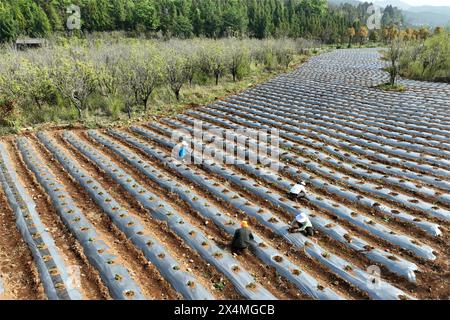 Peking, China. Mai 2024. Ein Drohnenfoto vom 4. Mai 2024 zeigt Bauern, die in Beihai, der Stadt Tengchong in der Provinz Yunnan im Südwesten Chinas, heißer Pfeffer pflegen. Chinesische Bauern sind mit Feldarbeiten beschäftigt, mit der Annäherung an „Lixia“, dem siebten Sonnenkalender im chinesischen Mondkalender, der den Beginn des Sommers markiert. Quelle: Gong Zujin/Xinhua/Alamy Live News Stockfoto