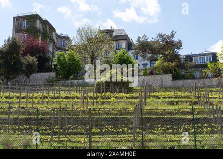 Paris, Frankreich, Vineyard Montmartre, Vigne du Clos Montmartre. Das Weingut befindet sich am Hang des Montmartre im 18. Arrondissement von Paris Stockfoto