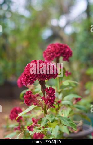 Rosa rote Samtblumen, Celosia, Hahnenwaben, Wollblumen oder Flammencelosia Pflanzen im Garten, rosa Farbe trompetenförmige samtige Textur auf Blütenblättern Stockfoto