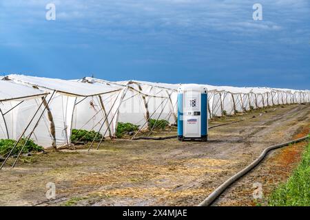 Landwirtschaft, große Flächen mit Folientunnel, für den Anbau von Erdbeeren, südlich von Lövenich, gehört zu Erkelenz im Landkreis Heinsberg, Stockfoto