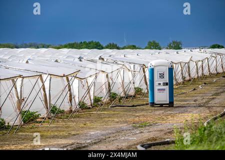 Landwirtschaft, große Flächen mit Folientunnel, für den Anbau von Erdbeeren, südlich von Lövenich, gehört zu Erkelenz im Landkreis Heinsberg, Stockfoto