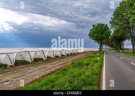 Landwirtschaft, große Flächen mit Folientunnel, für den Anbau von Erdbeeren, südlich von Lövenich, gehört zu Erkelenz im Landkreis Heinsberg, Stockfoto