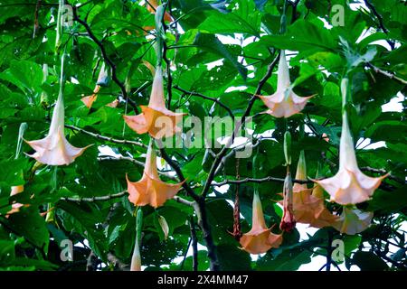 Brugmansia arborea (Brugmansia suaveolens) in der Natur. Brugmansia arborea ist ein immergrüner Sträucher oder kleiner Baum, der bis zu 7 Meter hoch ist. Stockfoto