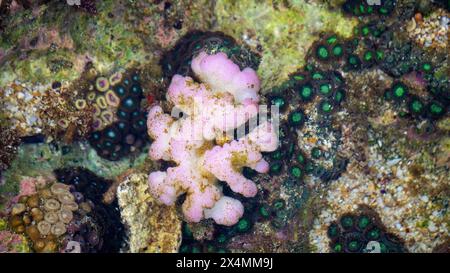 Hirnkorallen ist ein gebräuchlicher Name für verschiedene Korallen in den Familien Mussidae und Merulinidae Stockfoto