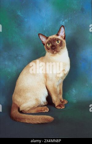 Schokolade Burmese Kitten Seitenansicht nach vorne auf dunkelblaugrünem Hintergrund Stockfoto