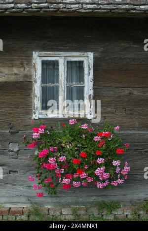 Fenster mit Blumen auf einem alten Holzhaus in Kutina, Kroatien Stockfoto