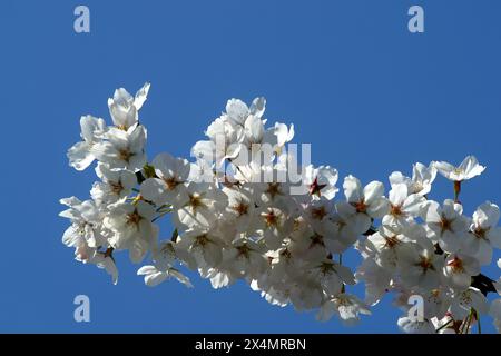 Nahaufnahme von Fruchtblumen im frühesten Frühling in einem Obstgarten in Zagreb, Kroatien Stockfoto