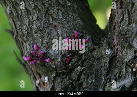 Nahaufnahme von Fruchtblumen im frühesten Frühling in einem Obstgarten in Zagreb, Kroatien Stockfoto