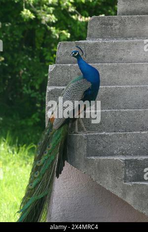 Ein Pfau schaut sich auf einem Bauernhof in Pisarovinska Jamnica, Kroatien, um, fasziniert von der Schönheit seines Körpers und den Farben seines Halses Stockfoto