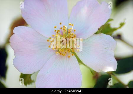 Nahaufnahme von Fruchtblumen im frühesten Frühling in einem Obstgarten in Zagreb, Kroatien Stockfoto