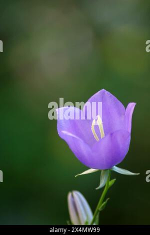 Campanula persicifolia, Glockenblume ist eine blühende Pflanzenart aus der Familie der Campanulaceae, die in einem Garten in Zagreb, Kroatien, blüht Stockfoto