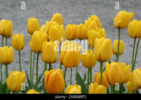 Wunderschöne bunte Tulpenblüten im Frühlingsgarten im botanischen Garten Zagreb, Kroatien Stockfoto