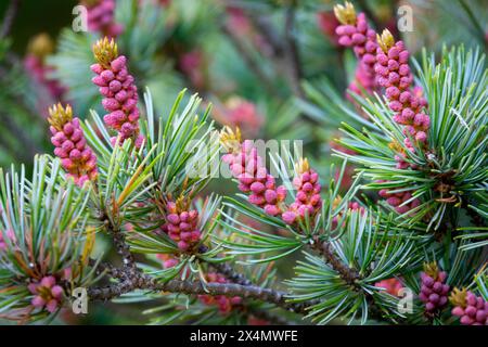 Lila Japanische Weißkiefer, männliche Kegel Nadeln Pinus parviflora „glauca“ Nadelbäume dichte Zweige Stockfoto