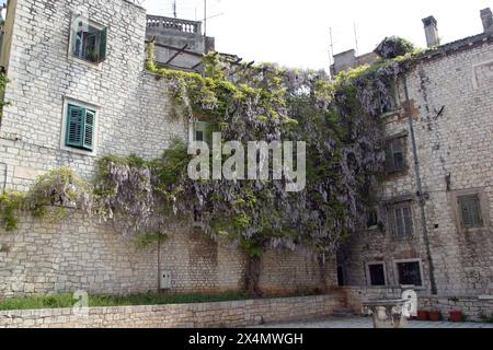 Wunderschönes altes Steinhaus mit Wisteria-Baum in Sibenik, Kroatien Stockfoto