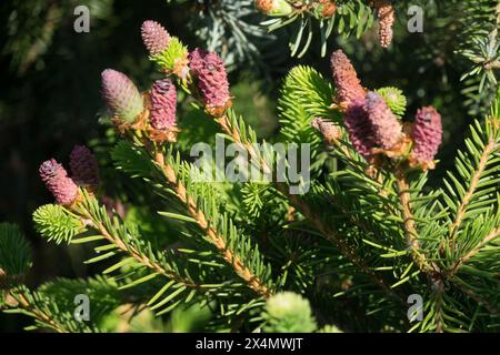 Picea abies „Pusch“ weibliche Kegel Stockfoto