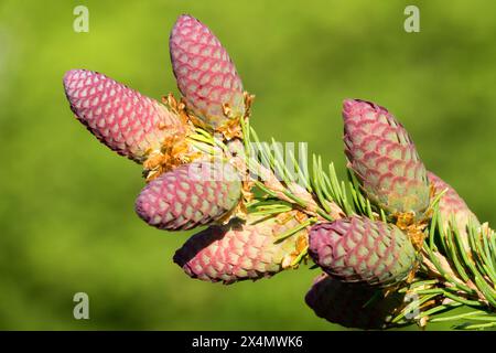 Picea abies „Pusch“ weibliche Kegel Stockfoto